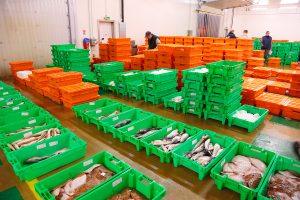 fish breakers before the fish auction